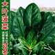 大禹秋季蔬菜種子大全耐熱四季播家庭種植陽臺八九月份秋天種的菜 菠菜種子5g約500粒