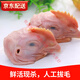 益客生雞頭鹵味生鮮帶雞冠子母雞頭冷凍燒烤雞肉 人食產(chǎn)品 5.4斤(約40個)