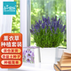 IAM City Farmer薰衣草DIY趣味種植盆栽多年生花卉種植辦公室盆栽芳香植物10089