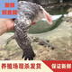 愚港 鱷魚(yú)腿帶皮肉  全皮肉類(lèi)   人工養殖鱷魚(yú)  現殺鱷魚(yú)生鮮肉 3斤全皮鱷魚(yú)腿