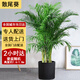 綠韻花田【兩小時達(dá)】發(fā)財樹金錢樹散尾葵天堂鳥大型室內(nèi)開業(yè)送禮好養(yǎng)綠植 散尾葵