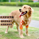 寵星記 狗狗護(hù)肘衣 大型犬 防灰關(guān)節(jié)保護(hù)套衣服 金毛邊牧拉布拉多哈士奇 橙色3XL