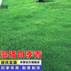 昂景進(jìn)口矮生四季青草籽高檔草坪種子免修剪抗旱耐寒護坡固土綠化草種 大面積混播四季青凈籽1斤