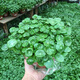 水培植物銅錢草盆栽花卉 室內金錢草花盆栽辦公室水養(yǎng)花草 銅錢草苗【40-50棵】 不含盆