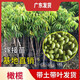 果苗橄欖果樹(shù)苗 甜橄欖多果青橄欖正宗金玉三棱橄欖苗帶土球發(fā)貨 2年嫁接甜種青橄欖苗