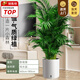 嘆為觀止大型植物發(fā)財樹各種大顆盆栽開業(yè)喬遷客廳辦公室內(nèi)好養(yǎng)大型花卉 散尾葵【1.5-1.7米】 含盆