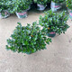 胡麗金魚(yú)花吊蘭盆栽花卉植物室內四季開(kāi)花不斷陽(yáng)臺辦公室垂吊好養綠植 金魚(yú)花吊