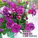 耐寒薔薇花苗爬藤四季開(kāi)花室內盆栽室外藤本月季玫瑰花卉易活植物 芬芳寶石  爬藤 精品花苗 不含盆