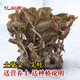金線蓮苗尖葉土豪金帶瓶發(fā)貨送土福建南靖新鮮金線蓮種苗鮮品盆栽