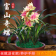 劉閣蘭花蘭花苗盆栽夏帶花苞發(fā)貨名貴花卉 金秋歲月四季開花綠植室內(nèi)香蘭 富山奇蝶3苗帶花苞 帶盆土肥