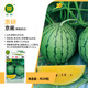 京研西瓜種子超甜小西瓜京欣8424冰糖麒麟瓜農(nóng)科院西瓜苗懶漢瓜種籽孑 京闌黃瓤西瓜約20粒