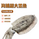 乃鮮淺海捕撈本港大墨魚(yú) 墨斗魚(yú) 新鮮冷凍真空各種大小規格 小墨魚(yú)隨機4只裝一袋約1.8-2.2斤 一袋裝