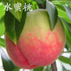 嫁接桃樹(shù)苗大桃苗盆栽地栽南北方種植果樹(shù)苗 陽(yáng)山水蜜桃 81cm(含)-110cm(含)