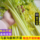 蔬果哆青島特產(chǎn) 馬家溝空心芹菜 順豐現(xiàn)摘大黃葉芹菜 涼拌 生吃 榨汁 優(yōu)質(zhì)精芹 4斤