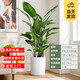 綠有意天堂鳥(niǎo)盆栽客廳辦公室內大型綠植四季花卉大葉植物新房家用吸甲醛 6-7株高1.5-1.6米【白色直筒】