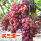 美人指葡萄苗大苗果樹果苗爬藤南方種植果樹苗當年結果葡萄樹苖樹 美人指8年苗當年結果 50cm(含)-60cm(不含)