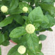 【雅之典】虎頭茉莉花盆栽室內(nèi)花卉雙色茉莉觀花植物綠植重瓣筆尖茉莉四季開花帶花苞 虎頭茉莉 不含盆
