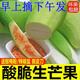 云南生吃芒泰國牙芒小青芒酸芒四季水果孕婦新鮮當(dāng)季現(xiàn)采摘芒果越 5斤