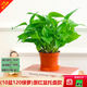 綠有意綠蘿盆栽室內植物花卉綠植水培長(cháng)藤垂吊大葉綠籮新房家用吸除甲醛 120原盆托盤(pán)綠蘿10盆+10肥 帶盆帶土發(fā)貨