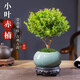 臨雅小葉赤楠老樁盆景客廳辦公室內桌面盆栽耐陰綠植物四季常青微景觀(guān) 小葉赤楠+冰裂紋盆+復古托盤(pán)