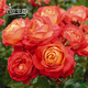 清韻伊人 月季花苗爬藤薔薇月季花樹(shù)陽(yáng)臺盆栽花卉庭院爬墻植物四季開(kāi)花 藤寶貝 中大苗120-140厘米高