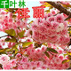 千葉林日本櫻花樹(shù)苗嫁接早櫻樹(shù)苗晚櫻苗盆栽地栽綠化苗木庭院樹(shù)苗 佳麗櫻(根莖2公分粗當年開(kāi)花) 其他