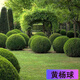 鹿凌青庭院綠籬植物造型樹(shù)小葉黃楊樹(shù)苗瓜子黃楊球盆景四季長(cháng)青冬青樹(shù)苗 【黃楊毛球】冠幅60厘米球形 50cm(含)-60cm(不含)