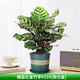 花翁水培植物綠植盆栽室內(nèi)辦公 孔雀竹芋25-30cm高+加侖盆源頭直發(fā)