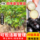 芥圃臺灣嘉寶果樹(shù)苗 官方旗艦 樹(shù)葡萄樹(shù)苗10年樹(shù)苗四季結果南方樹(shù)苗木 四季紅妃早生嘉寶果苗 1年苗  高度：20-40公分