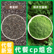 羽衣甘藍粉奇亞籽青汁果蔬粉純蔬菜汁粉 膳食纖維代餐粉可代20餐