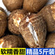 鮮來拉鮮來拉新鮮奶油芋頭山東小芋頭毛芋頭5斤裝蔬菜農(nóng)家新芋艿小香芋 大果（推薦）