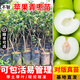 芥圃青棗樹苗 官方旗艦 嫁接青棗苗蘋果棗牛奶棗臺灣青棗果苗帶葉發(fā)貨 臺灣蘋果棗苗 【帶土帶葉發(fā)貨】 2年苗 高度：40-60公分