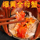 【活蟹】陽澄行若大閘蟹鮮活 生鮮 活蟹特大螃蟹全母蟹水產(chǎn)禮盒 精品全母蟹3.0-3.3兩 十只禮盒裝