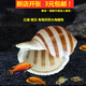 藍(lán)海精靈 天然大海螺  三湖j卷貝魚卵孵化躲避魚缸水草螺 寄居蟹替換殼 7-8cm條紋琴螺