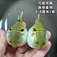 森淵弓斑小河豚觀(guān)賞魚(yú)淡水潛水艇會(huì )生氣的魚(yú)皇冠斑馬狗頭巧克力娃娃魚(yú) 弓斑中河豚6-8厘米2條