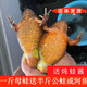 晨臻一斤16-18只 東北林蛙活蛤蟆長(zhǎng)白山特產(chǎn)雪蛤鮮活林蛙新出河母豹 二斤公林蛙（40只左右）