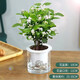 致薈樹(shù)四季茉莉花盆栽陽(yáng)臺觀(guān)花植物茉莉花苗辦公室內桌面綠植花卉帶花苞 茉莉花【早安盆】