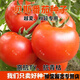 春枝韻番茄種子 以色列進(jìn)口貝斯西紅柿種子 耐熱大紅果高產(chǎn)抗病蔬菜種籽 進(jìn)口貝斯番茄20粒分裝