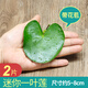 鹿凌青一葉蓮水培植物心形一片蓮碗蓮睡室內水養水蓮四季浮萍凈化魚(yú)缸 2片(迷你型5-8厘米) 不含盆