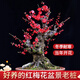花翁紅梅花盆栽樹(shù)苗花卉庭院耐寒植物 紅梅老樁（4-4.5cm粗）源頭直發(fā)