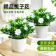 愛優(yōu)尚梔子花小盆栽室內(nèi)濃香花卉綠植庭院四季開花鮮花源頭直發(fā)