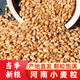 2025河南小麥粒帶皮發(fā)芽食用磨粉面粉麥芽糖釀酒貓草鴿子新鮮新糧 5斤小麥粒2500g