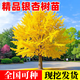 致薈樹(shù)銀杏樹(shù)活苗金葉白果別墅庭院綠化風(fēng)景拆遷大樹(shù)苗行道樹(shù)南北方種植 精品一級苗 銀杏 50cm高【10顆】送肥料 其他