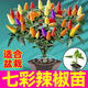 大菜鄉山東壽光七彩辣椒苗多彩五彩六彩辣椒種子帶土球四季陽(yáng)臺盆栽蔬菜 七彩辣椒苗6棵+1包肥