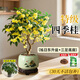 臨雅四季桂花盆栽樹(shù)苗濃香型新中式盆景矮樁綠植桌面辦公室內盆栽植物 四季桂+大旭日東升盆(40cm-60cm)