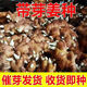 【黃姜種子】現貨姜種子批發(fā)老 姜小黃姜姜種（帶芽） 500g（帶芽/小芽）