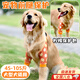 GOTP狗狗護(hù)肘護(hù)膝關(guān)節(jié)保護(hù)套大型犬積水囊腫腿套冬季保暖金毛拉布拉多 茶色檸檬-XL(建議體重40-55斤)