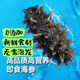 青島海鮮即食海參500g海產(chǎn)品新鮮遼刺單抽真空即食滋補海生海滲 15～20小