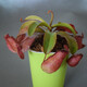 蘇桓農(nóng)資【新奇植物】空氣鳳梨盆栽花卉植物室內(nèi)辦公室桌面捕蠅草食蟲草食人花植物 血色瑪麗豬籠草葉展10-15CM（栽好發(fā)貨）