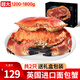 黃金面包蟹熟凍大螃蟹英國(guó)特超大鮮活海鮮水產(chǎn) 2只共1200g-1800g